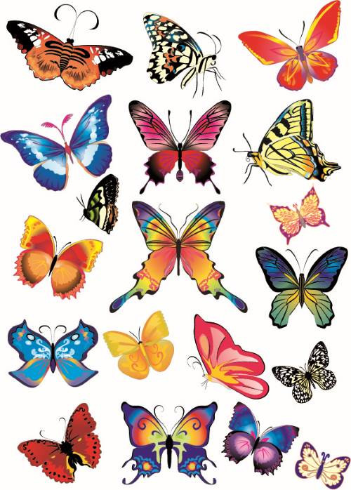 Detailed Colorful Butterfly Vector Collection