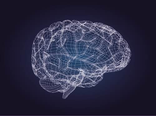 Human Brain Wireframe Vector Illustration